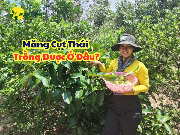 Măng Cụt Thái Trồng Được Ở Đâu?