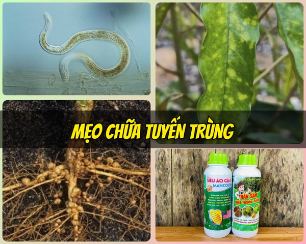MẸO HAY GIÚP BẠN GIẢI QUYẾT TUYẾN TRÙNG TRONG VƯỜN SẦU RIÊNG MỘT CÁCH ĐƠN GIẢN