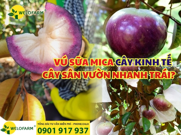 🌱 VÚ SỮA MICA – CÂY KINH TẾ - CÂY SÂN VƯỜN NHANH TRÁI
