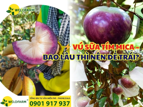 ⚡ VÚ SỮA TÍM MICA – BAO LÂU THÌ NÊN ĐỂ TRÁI?