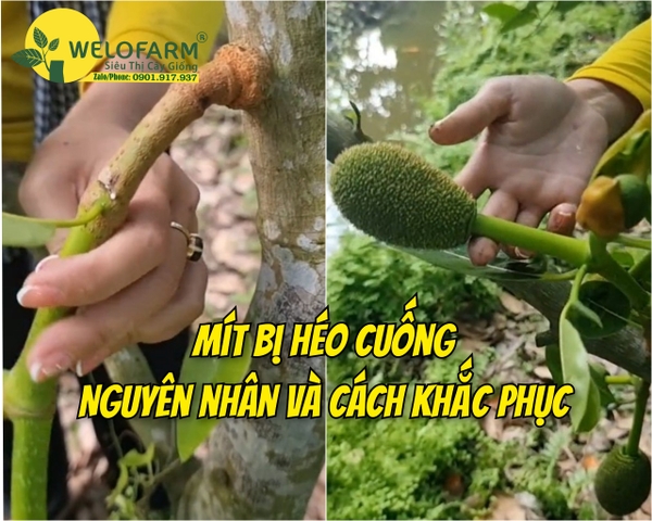 Mít Bị Héo Cuống – Nguyên Nhân Và Cách Phòng Ngừa