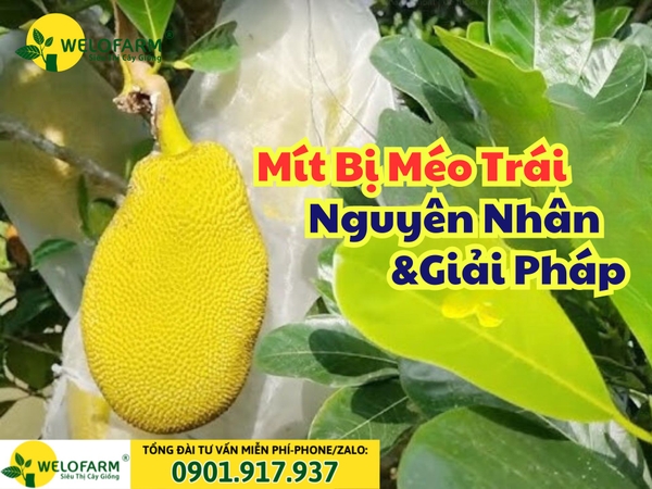 ⚡ Cách Giúp Mít Ruột Đỏ KHÔNG BỊ MÉO TRÁI