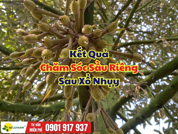 ⚡ KẾT QUẢ CHĂM SÓC SẦU RIÊNG SAU XỔ NHỤY