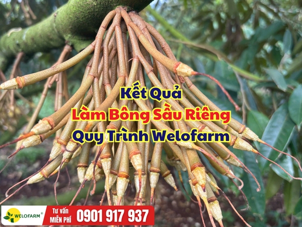 ⚡ Kết Quả Làm Bông Sầu Riêng Quy Trình Welofarm