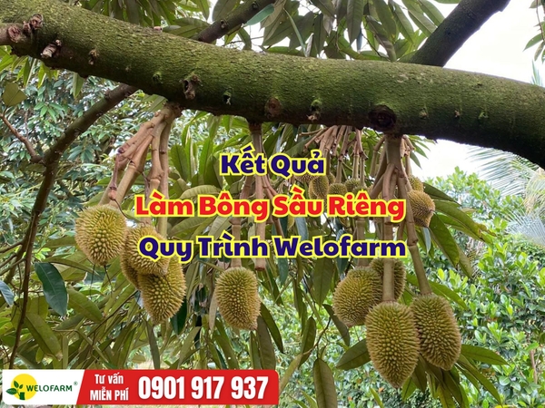 ⚡ Kết Quả Làm Bông Sầu Riêng Quy Trình Welofarm