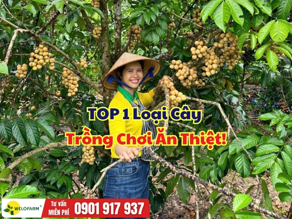 Bòn Bon Thái – Cây Ăn Trái Dễ Chăm, Trồng Chơi Ăn Thiệt