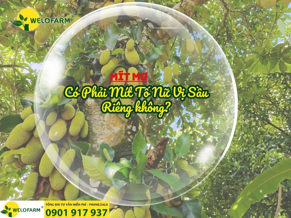 ❓ Mít Mơ Có Phải Mít Tố Nữ Vị Sầu Riêng Không?