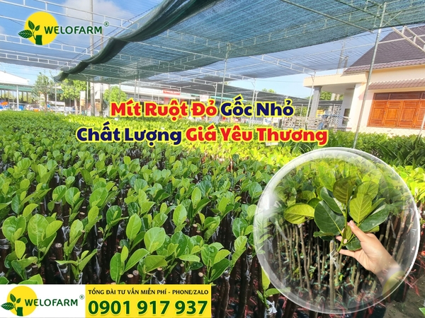 🌱 Mít Ruột Đỏ Gốc Nhỏ - Chất Lượng – Giá Yêu Thương!