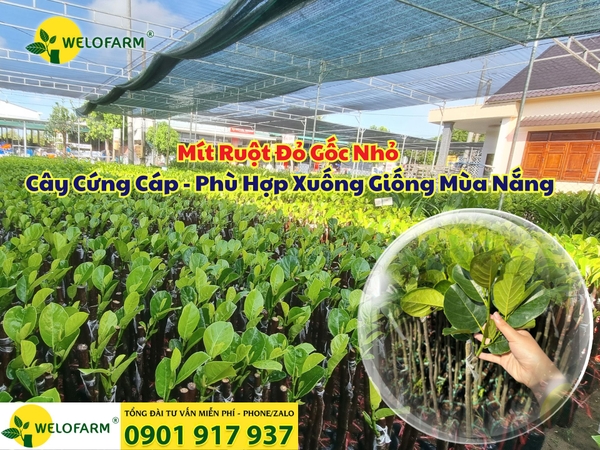 🌿 Mít Ruột Đỏ Gốc Nhỏ – Cây Cứng Cáp - Phù Hợp Xuống Giống Mùa Nắng
