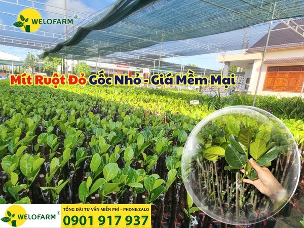 🌱 Mít Ruột Đỏ Gốc Nhỏ - Giá Mềm Mại