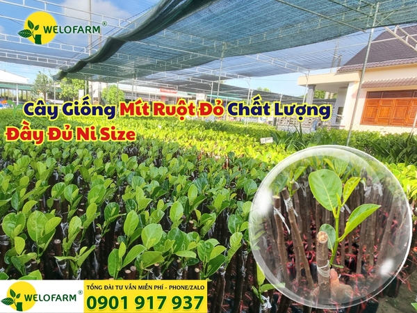 🌱Cây Giống Mít Ruột Đỏ Chất Lượng  – Đầy Đủ Ni Size