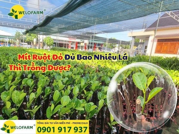 🌱 Mít Ruột Đỏ Đủ Bao Nhiêu Lá Thì Trồng Được?