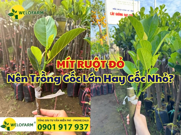 🌱 NÊN TRỒNG MÍT RUỘT ĐỎ GỐC LỚN HAY GỐC NHỎ?