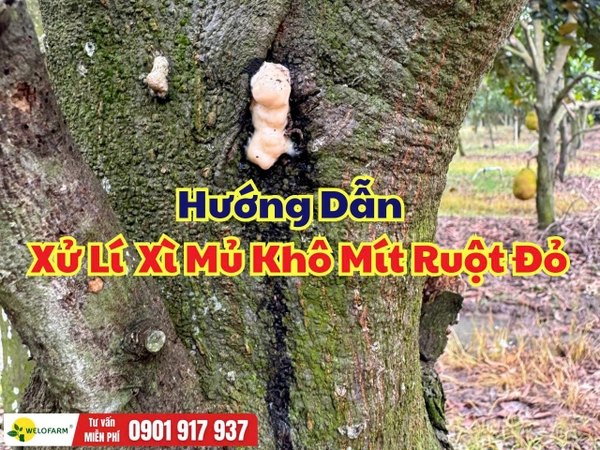 Cách Xử Lý Xì Mủ Khô Mít Ruột Đỏ Hiệu Quả, Hạn Chế Tái Phát Trong Giai Đoạn Nuôi Trái