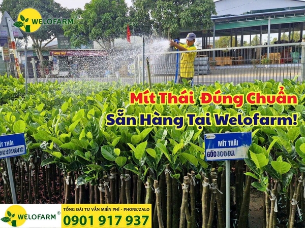 🌱 Mít Thái Chuẩn Giống – Cây Khỏe, Bo Đẹp, Sẵn Hàng Tại Welofarm!