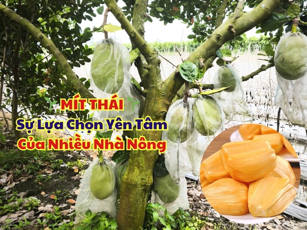 🌱 MÍT THÁI – Sự Lựa Chọn Yên Tâm Của Nhiều Nhà Nông