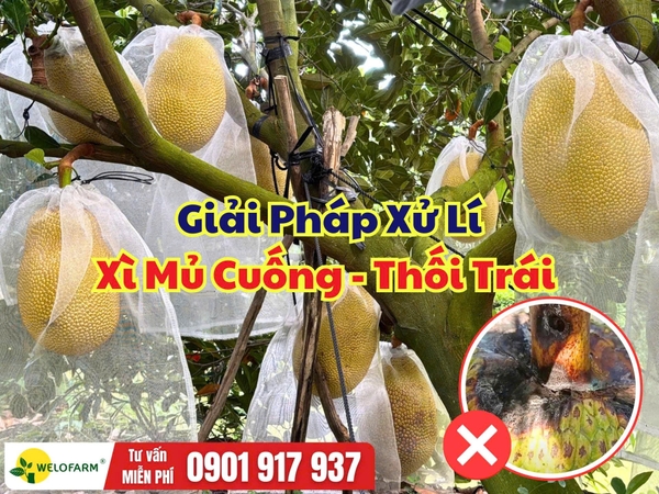 Mít Bị Xì Mủ Cuống - Thối Trái: Nguyên Nhân Và Cách Xử Lý Hiệu Quả