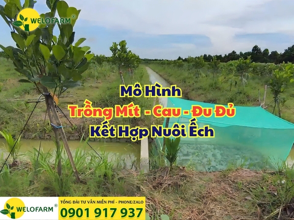 ⚡ MÔ HÌNH TRỒNG MÍT RUỘT ĐỎ XEN CANH CAU, ĐU ĐỦ KẾT HỢP NUÔI ẾCH 