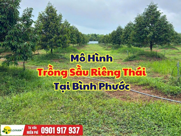 🌱 Mô Hình Trồng Sầu Riêng Thái Tại Bình Phước
