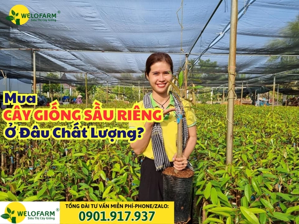 🌱 Mua Cây Giống Sầu Riêng Ở Đâu Chất Lượng? 
