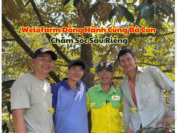 Welofarm Đồng Hành Cùng Bà Con Chăm Sóc Sầu Riêng