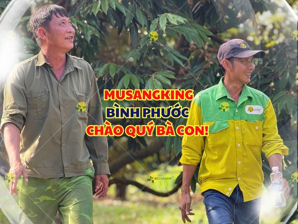 🌸 MUSANGKING BÌNH PHƯỚC CHÀO QUÝ BÀ CON! 🌸 