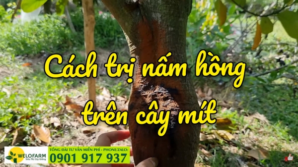 🍄  HẾT SẠCH NẤM HỒNG LÀ NHỜ BÍ QUYẾT NÀY 🍄 