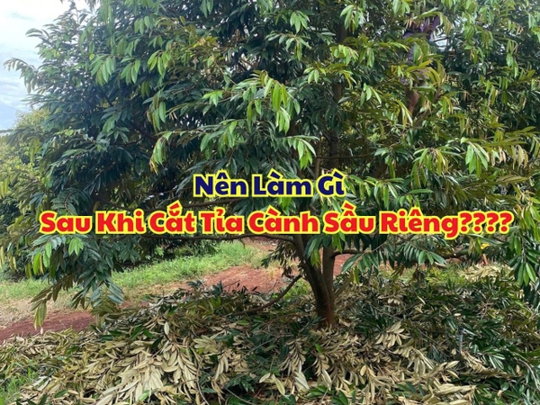 Làm Gì Sau Khi Cắt Tỉa Cành Sầu Riêng? 4 Việc Bà Con Cần Thực Hiện Ngay