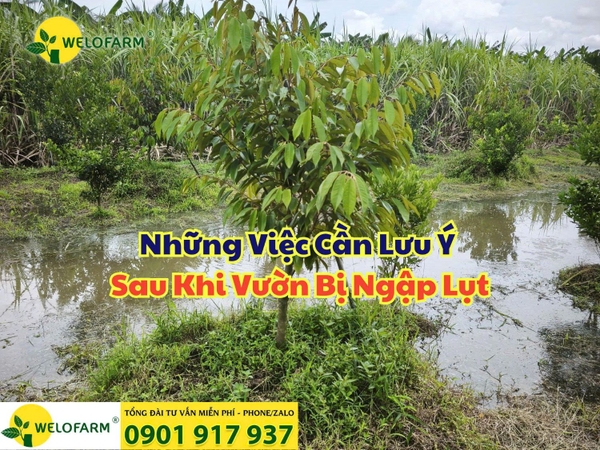 ⚡ Những Việc Cần Lưu Ý Sau Khi Vườn Bị Ngập Lụt