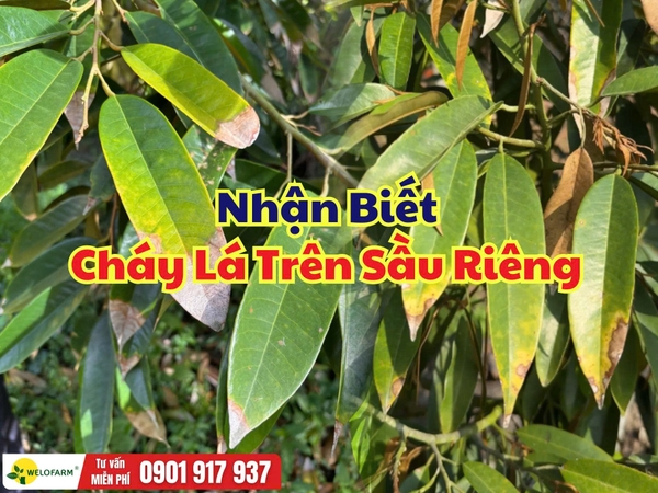 Phân Biệt Cháy Lá Sầu Riêng Và Bệnh Thán Thư: Cách Nhận Biết Và Xử Lý Hiệu Quả
