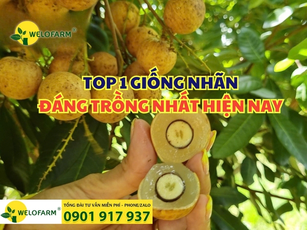 ✨ Nhãn Long Phụng Châu  - Dễ Trồng, Nhanh Trái, Năng Suất Cao