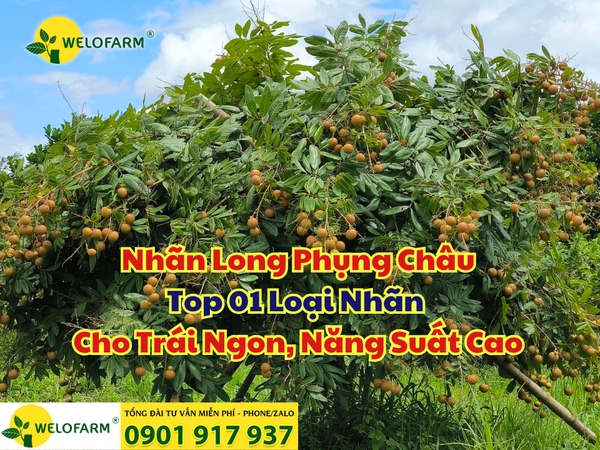 🌱 Nhãn Long Phụng Châu – Top 01 Loại Nhãn Cho Trái Ngon, Năng Suất Cao
