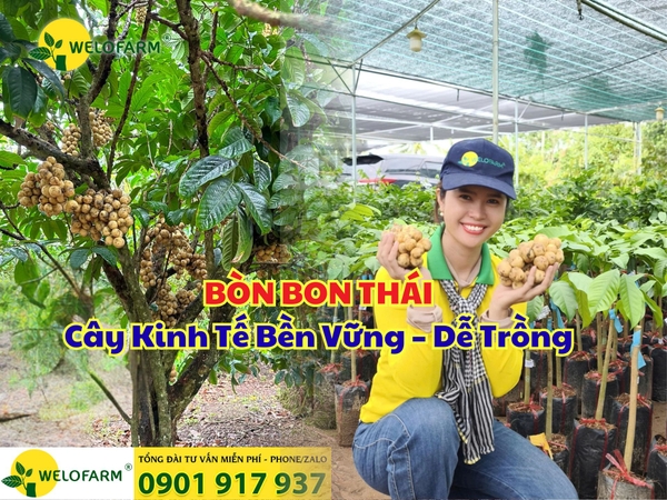 ✨ BÒN BON THÁI – Cây Kinh Tế Bền Vững – Dễ Trồng