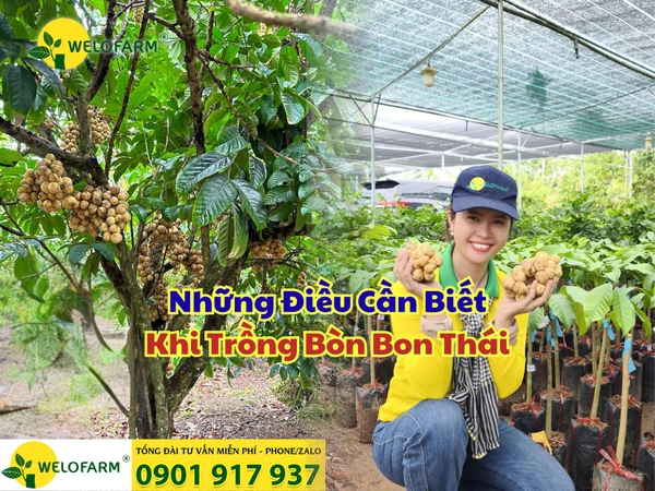 ⚡ Những Điều Cần Biết Khi Trồng Bòn Bon Thái