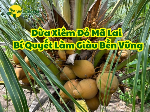 Dừa Xiêm Đỏ Mã Lai - Bí Quyết Làm Giàu Bền Vững