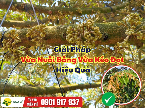 Giải Pháp Vừa Nuôi Bông Vừa Kéo Đọt Sầu Riêng Hiệu Quả, Đúng Thời Điểm