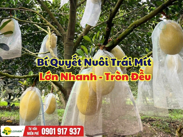 Bón Phân Gì Nuôi Trái Mít Lớn Nhanh? Bí Quyết Giúp Trái To Đều, Nặng Ký