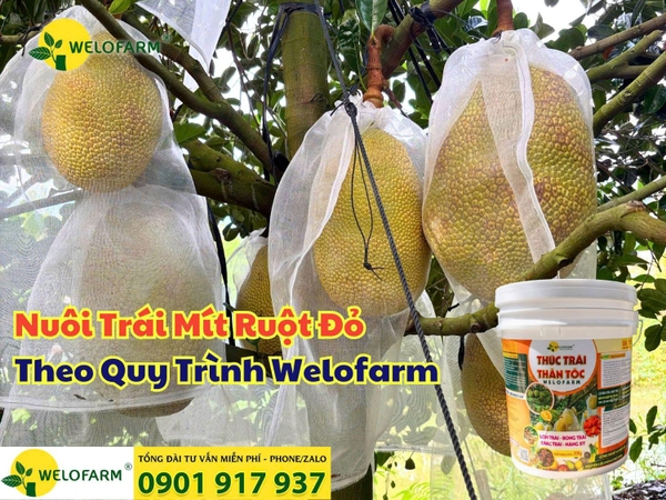 ⚡ Nuôi Trái Mít Ruột Đỏ Theo Quy Trình Welofarm – Vườn Đẹp Không Chỗ Chê