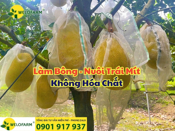 🌸 Kết Quả Làm Bông, Nuôi Trái Mít Không Hóa Chất