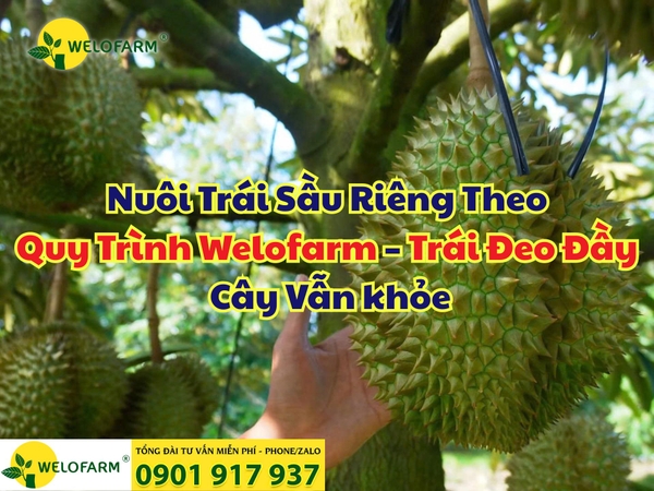⚡ Nuôi Trái Sầu Riêng Theo Quy Trình Welofarm – Trái Đeo Đầy – Cây Vẫn khỏ
