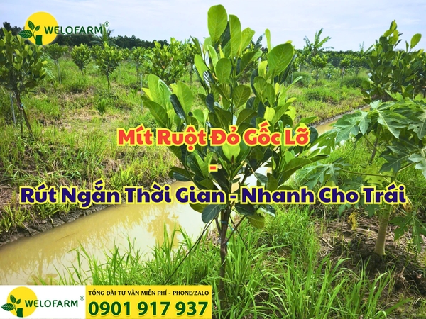 🌱 Mít Ruột Đỏ Gốc Lỡ – Rút Ngắn Thời Gian - Nhanh Cho Trái