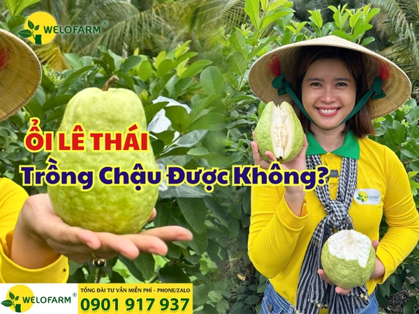 🌱 ỔI LÊ THÁI Trồng Chậu Được Không?