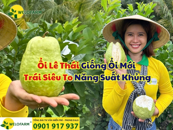 ⚡ Ổi Lê Thái - Giống Ổi Mới – Trái Siêu To, Năng Suất Khủng