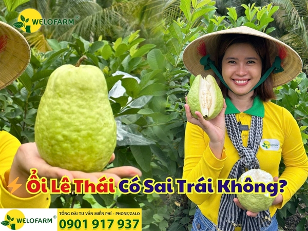 ⚡ Ổi Lê Thái Có Sai Trái Không?