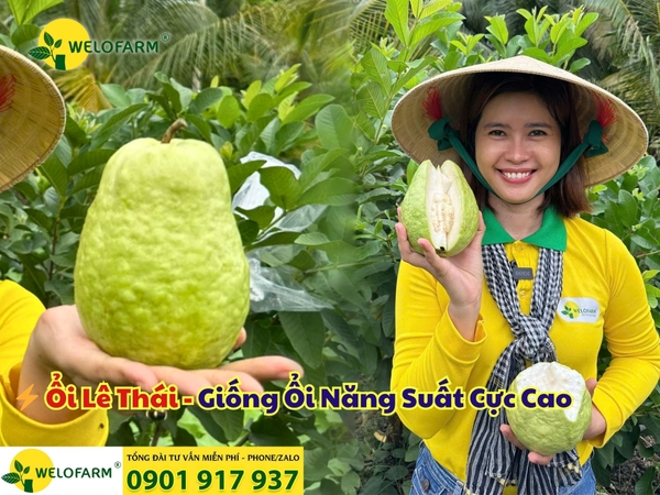 ⚡ Ổi Lê Thái - Giống Ổi Năng Suất Cực Cao 