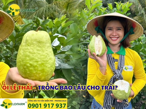 ⚡ ỔI LÊ THÁI TRỒNG BAO LÂU CHO TRÁI?