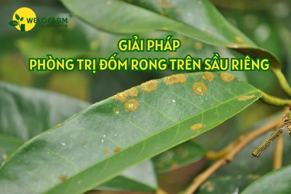 Giải Pháp Phòng Và Trị Đốm Rong Trên Sầu Riêng Hiệu Quả