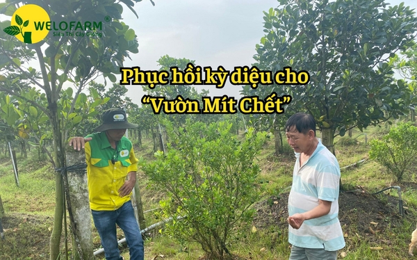 Phục Hồi “VƯỜN MÍT CHẾT” Nhờ BỘ SIÊU PHỤC HỒI Và GIẢI PHÁP Của WELOFARM