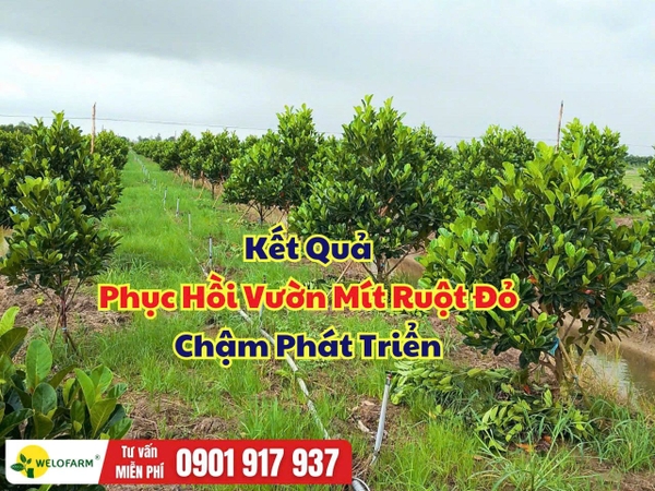 🌱 Kết Quả Phục Hồi Vườn Mít Ruột Đỏ Chậm Phát Triển