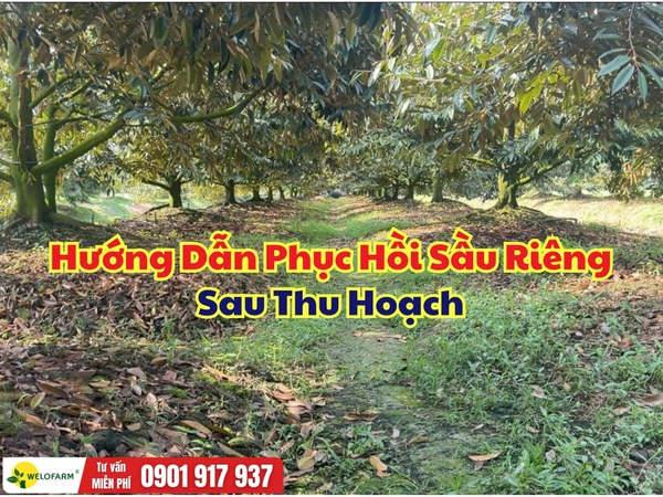 Phục Hồi Sầu Riêng Sau Thu Hoạch: Quy Trình 4 Bước Giúp Cây Nhanh Khỏe, Ra Đọt Mạnh